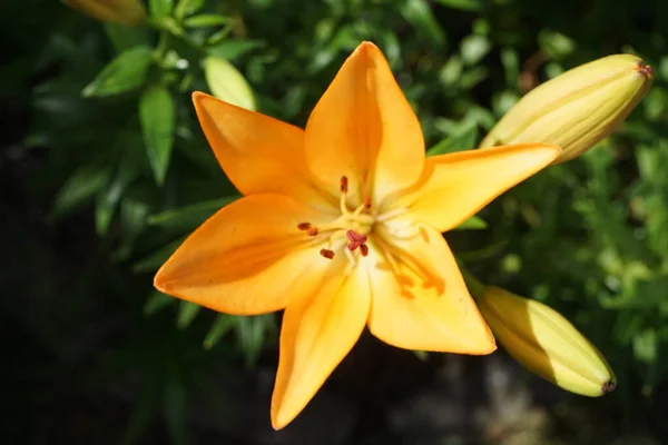 Une Mouche Sur Lis Bicolore Jaune Orange Été Dans Jardin — Photo