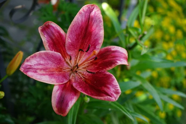 Lírio Jardim Com Uma Flor Vermelha Morango Com Pontas Creme — Fotografia de Stock