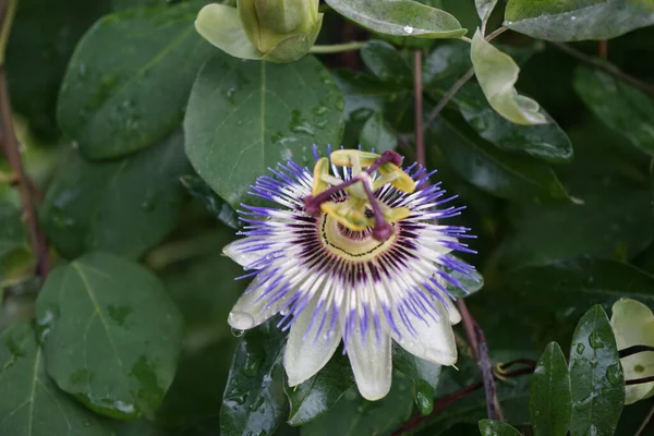 Winterharte Passiflora Incarnata Juli Garten Berlin Deutschland — Stockfoto