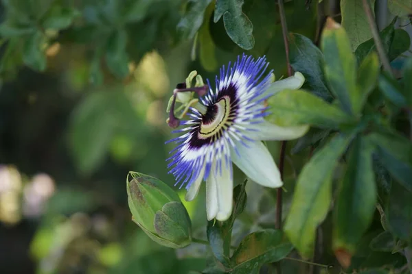 Fleur Passion Résistante Hiver Passiflora Caerulea Juillet Dans Jardin Berlin — Photo