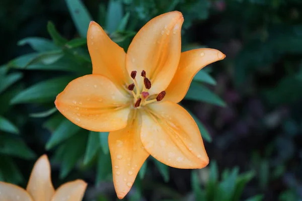 Lys Bicolore Jaune Orange Été Dans Jardin Berlin Allemagne — Photo