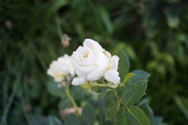 Bahçeye 'Elfe' gülü tırmanıyor. Kremsi-sarımsı, ağırlıklı dörde bölünmüş çiçekler umbels içinde ve hafif ve meyvemsi bir kokuya sahipler. Bitkinin büyük, parlak, koyu yeşil yaprakları var. Berlin, Almanya 