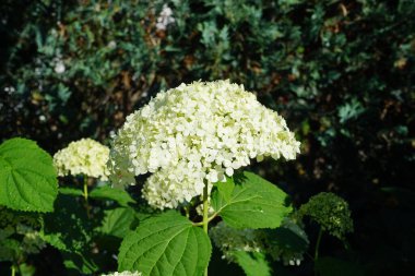 Hydrangea makrophylla, Hydrangeaceae familyasından bir bitki türü. 2 metre yüksekliğe, 2.5 metre genişliğe kadar büyüyen, büyük başlı bir çalıdır. Berlin, Almanya