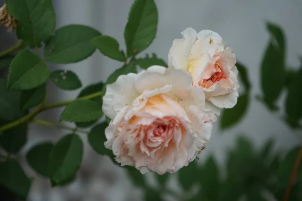 English Rose James Galway Bred David Austin Impressively Beautiful Rosette — Stock Photo, Image