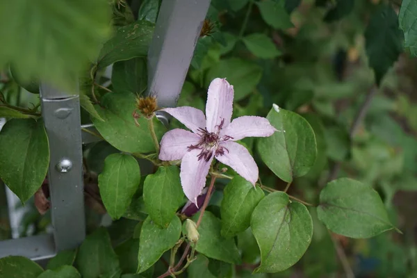 Delicate Purple Color Nostalgic Charm Clematis Hagley Hybrid Exudes Calm — Stock Photo, Image