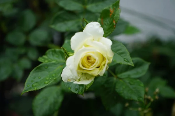 クライミングは庭で エルフ を上昇させた クリーム色の黄色がかった重い本部の花は塊茎にあり 穏やかでフルーティーな香りがします 植物は大きく 光沢があり 濃い緑色の葉を持っています ドイツ ベルリン — ストック写真