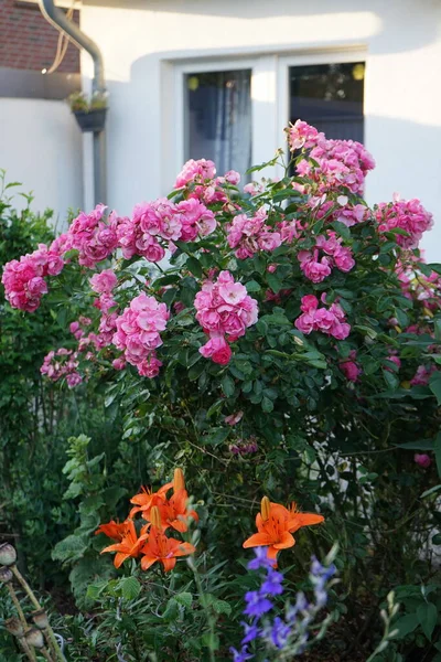 Rosa Ornamental Marion Jardim Rosa Rosa Como Uma Planta Ornamental — Fotografia de Stock