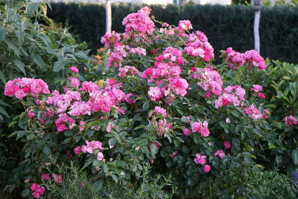 Sierroos Marion Tuin Roze Roos Als Een Sierplant Geteeld Tuin — Stockfoto