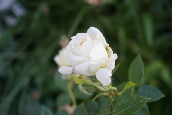 クライミングは庭で エルフ を上昇させた クリーム色の黄色がかった重い本部の花は塊茎にあり 穏やかでフルーティーな香りがします 植物は大きく 光沢があり 濃い緑色の葉を持っています ドイツ ベルリン — ストック写真