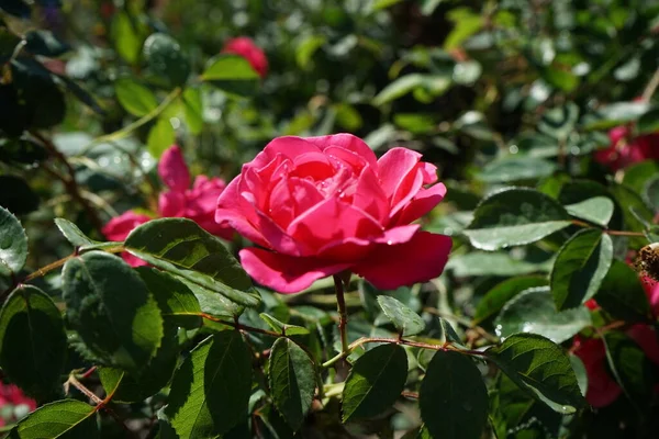 Róża Wspinaczkowa Pink Climber Tworzy Ciemnoróżowe Kwiaty Berlin Niemcy — Zdjęcie stockowe