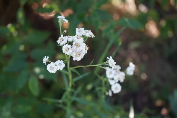 Achillea Ptarmica Delights Every Plant Lover Its Small Flowers Pure — Stock Photo, Image