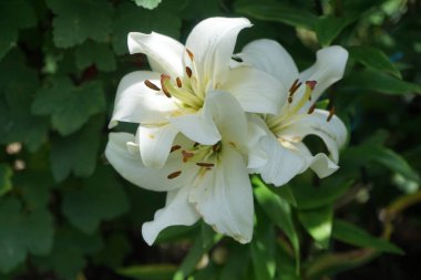 Temmuz 'da bahçede beyaz zambaklar. Berlin, Almanya 