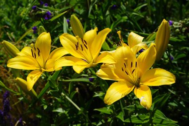 Muhteşem sarı zambaklar, Lilium x hibridum 'Serrada' Temmuz 'da bahçede. Berlin, Almanya