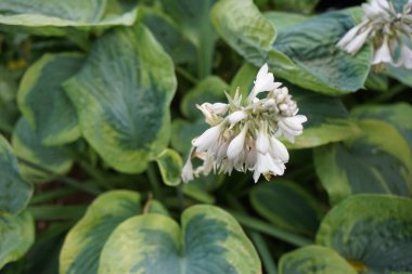 Hosta bahçede. Bu gölgeye dayanıklı bitki, Agavoideae alt familyasından Asparagaceae ailesine aittir. Berlin, Almanya  