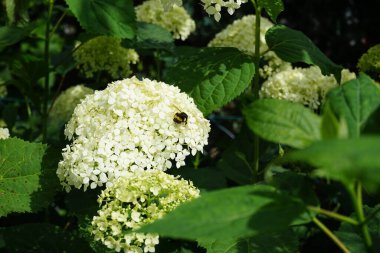 Çiçekteki yaban arısı. Hydrangea makrophylla, Hydrangeaceae familyasından bir bitki türü. 2 metre yüksekliğe, 2.5 metre genişliğe kadar büyüyen, büyük başlı bir çalıdır. Almanya 