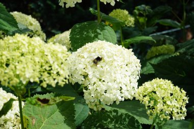 Çiçekteki yaban arısı. Hydrangea makrophylla, Hydrangeaceae familyasından bir bitki türü. 2 metre yüksekliğe, 2.5 metre genişliğe kadar büyüyen, büyük başlı bir çalıdır. Almanya 