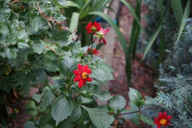 Dahlia Topmix kırmızısı 40-60 cm boyunda bir yıldız çiçeğidir. Çok doymuş renkler bazen bordo renk skalasına dönüşür ve harika görünür. Berlin, Almanya