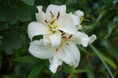Temmuz 'da bahçede beyaz zambaklar. Berlin, Almanya