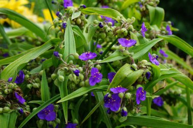 Commelina mavisi, Commelina tüberosa çiçeklerinin kısa ömrü nedeniyle genellikle gündüz çiçekleri olarak adlandırılır. Dul gözyaşları olarak daha az bilinirler. Berlin, Almanya 
