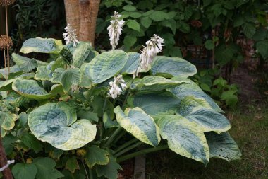 Hosta bahçede. Bu gölgeye dayanıklı bitki, Agavoideae alt familyasından Asparagaceae ailesine aittir. Berlin, Almanya  