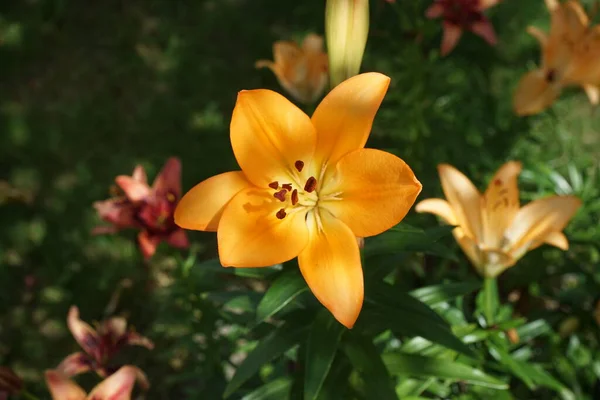 Wunderschöne Orangefarbene Lilien Juli Garten Berlin Deutschland — Stockfoto