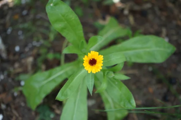 Calendula Goldgelb Garten Frotteeblã Tenstã Nde Und Halbdoppelte Durchmesser Schilfblã — Stockfoto