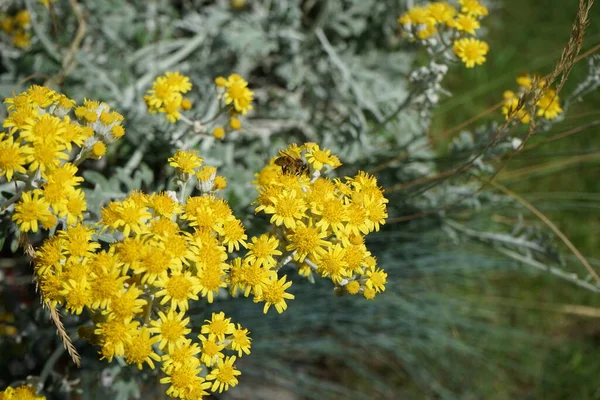 Бджола Квітці Jacobaea Maritima Багаторічний Вид Рослин Роду Jacobaea Родині — стокове фото