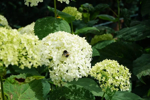 Çiçekteki yaban arısı. Hydrangea makrophylla, Hydrangeaceae familyasından bir bitki türü. 2 metre yüksekliğe, 2.5 metre genişliğe kadar büyüyen, büyük başlı bir çalıdır. Almanya 