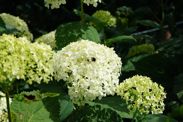 Bumblebee on a flower. Hydrangea macrophylla is a species of flowering plant in the family Hydrangeaceae. It is a deciduous shrub growing to 2 m  tall by 2.5 m broad with large heads flowers. Germany