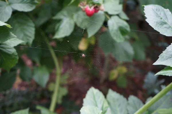 Pavouk Pavučině Malinových Keřích Zahradě Berlín Německo — Stock fotografie