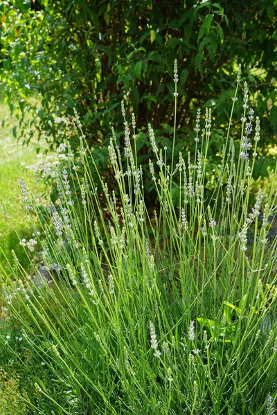 Arbuste Lavande Fleurs Dans Jardin Berlin Allemagne — Photo