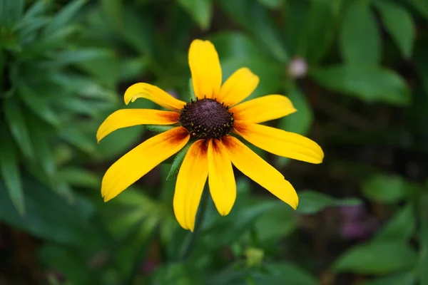 Echinacea Dengan Kelopak Kuning Merah Intinya Berlin Jerman — Stok Foto