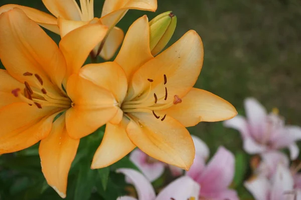 Orangefarbene Und Rosa Lilien Juli Garten Berlin Deutschland — Stockfoto