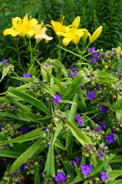 Commelina Blue Commelina Tubosaは 花の寿命が短いため 一般的にデイフラワーと呼ばれます 未亡人の涙として知られることは少ない ドイツ ベルリン — ストック写真