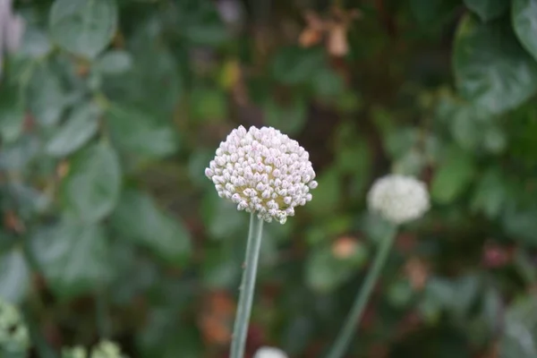 7月の開花の初めにアリウムアンペロプラズマ ピンポン 花の頭はニンニクの種子の頭に似ています 彼らは分割すると 強い茎に保持されたしっかりと詰められた花の頭を明らかにします ドイツ — ストック写真