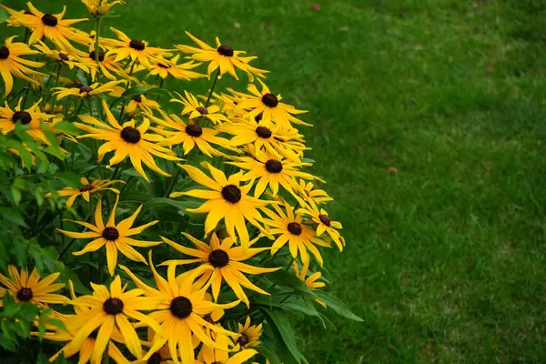 Floreciente Echinacea Paradoxa Julio Jardín Berlín Alemania — Foto de Stock