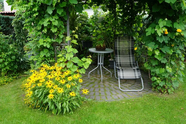 Cozy Resting Place Gazebo Entwined Grapes Garden Echinacea Paradoxa Heliopsis — Stock Photo, Image