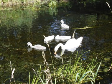 Temmuz 'da sığ Wuhle Nehri' nde gri yavru kuğular ile beyaz kuğu. Berlin, Almanya 