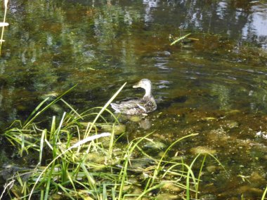 Temmuz 'da Wuhle Nehri' nde ördek yavrusu. Berlin, Almanya 