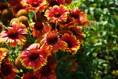 Çiçekteki yaban arısı. Büyük çiçekli papağan çiçeği 'Kobold', robot. Bahçedeki Gaillardia x grandiflora 'Kobold'. Uzun ömürlü, güneşli bir yerde zengin bir çiçek sergisi geliştirir. Berlin, Almanya  