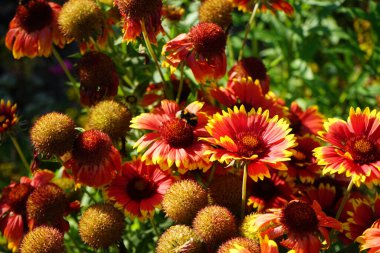 Çiçekteki yaban arısı. Büyük çiçekli papağan çiçeği 'Kobold', robot. Bahçedeki Gaillardia x grandiflora 'Kobold'. Uzun ömürlü, güneşli bir yerde zengin bir çiçek sergisi geliştirir. Berlin, Almanya  