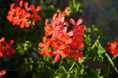 Cuckoo 'nun Karanfili, Lychnis chalcedonica' nın romantik adı 