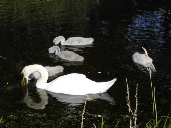 Cisne Blanco Con Cisnes Bebés Grises Poco Profundo Río Wuhle —  Fotos de Stock