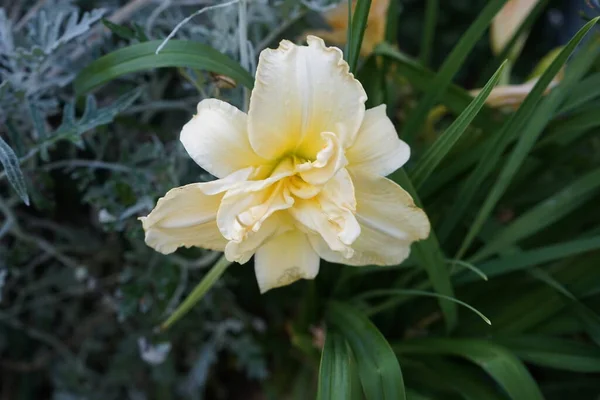 Hemerocallis Cultorum Schnickel Fritz Berlin Almanya — Stok fotoğraf