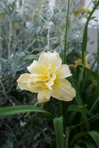 Hemerocallis Cultorum Schnickel Fritz Berlín Německo — Stock fotografie