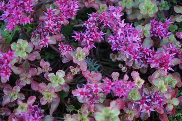 Sedum Spurium Splendens Egy Zamatos Évelő Ezért Nagyon Robusztus Igénytelen — Stock Fotó