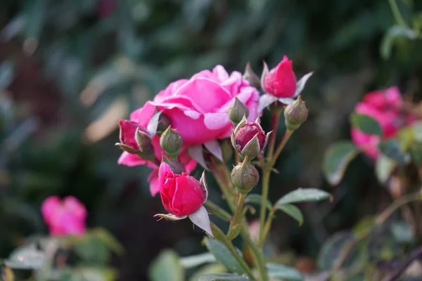 攀爬的玫瑰 粉色攀爬者 形成了深红色的花朵 德国柏林 — 图库照片