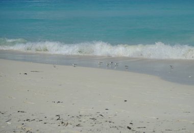 Kumsaldaki kuşlar. Cayo Santa Maria beyaz kumlu plajlarıyla tanınır. Cayo Santa Maria, Küba.