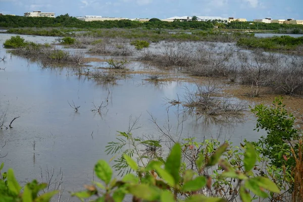 Conservazione Habitat Naturale Fenicotteri Rosa Piloti Cayo Santa Mara Cuba — Foto Stock