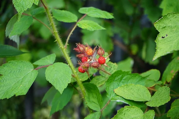 Frambuesa Columna Japonesa Rubus Phoenicolasius También Conocida Como Baya Uva —  Fotos de Stock